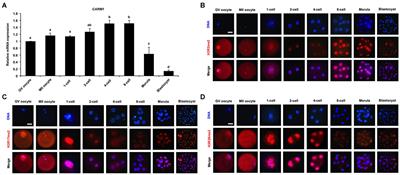 Histone Arginine Methyltransferase CARM1-Mediated H3R26me2 Is Essential for Morula-to-Blastocyst Transition in Pigs